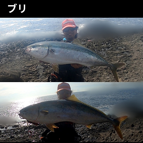 ブリの釣果