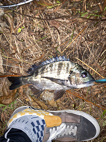 チヌの釣果