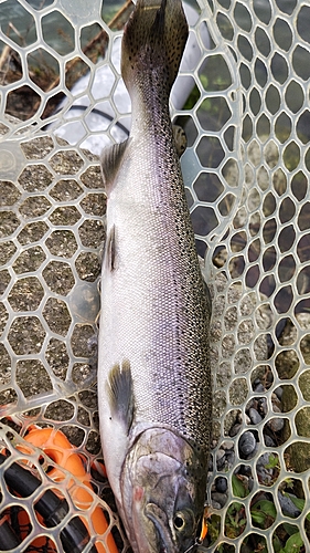 トラウトの釣果