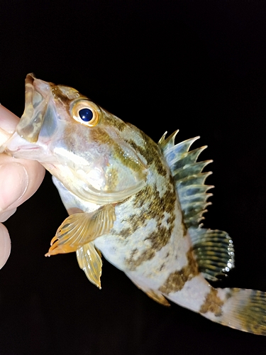 タケノコメバルの釣果