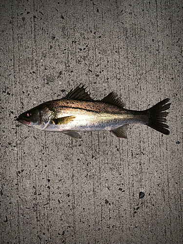 セイゴ（マルスズキ）の釣果