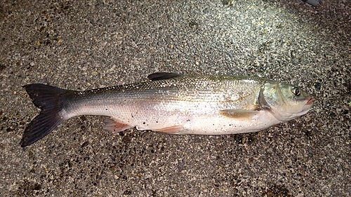 ウグイの釣果