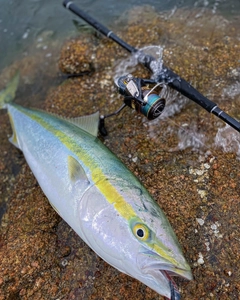 ヤズの釣果