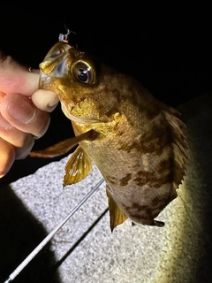 メバルの釣果