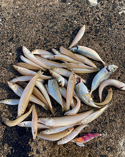 スズキの釣果