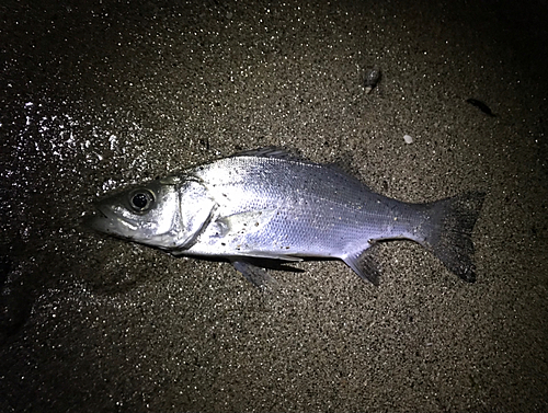 セイゴ（マルスズキ）の釣果