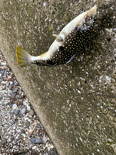 クサフグの釣果