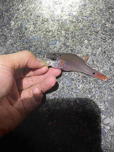 ムツの釣果