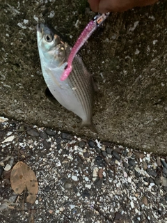 コノシロの釣果