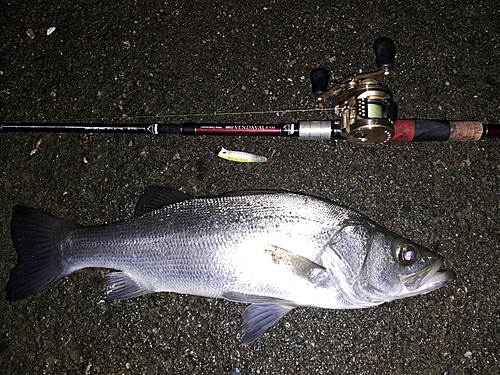 ヒラスズキの釣果