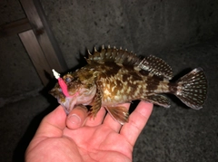 タケノコメバルの釣果