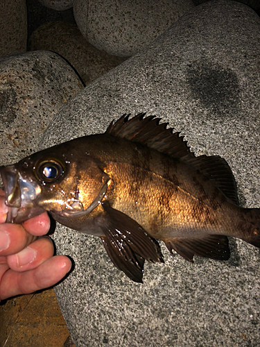 メバルの釣果