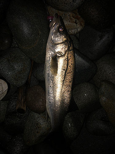 フッコ（マルスズキ）の釣果