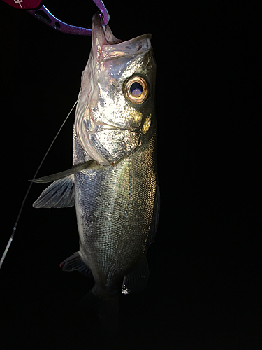 セイゴ（マルスズキ）の釣果