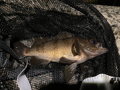 アカメバルの釣果