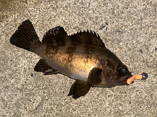 メバルの釣果