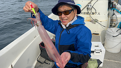 ケンサキイカの釣果