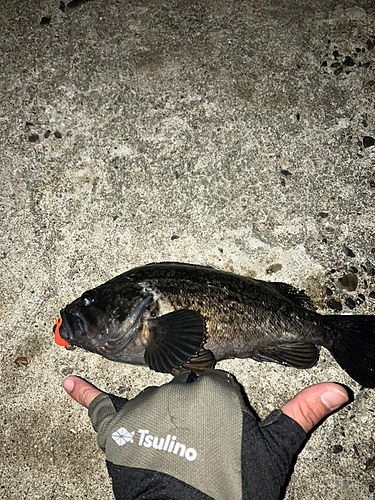 クロソイの釣果