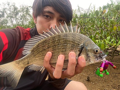 ミナミクロダイの釣果