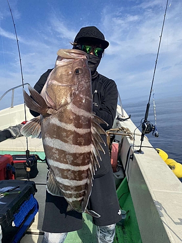 マハタの釣果