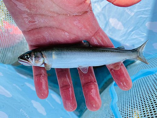 コアユの釣果