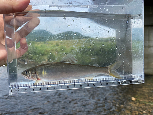 コアユの釣果