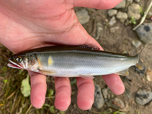 コアユの釣果