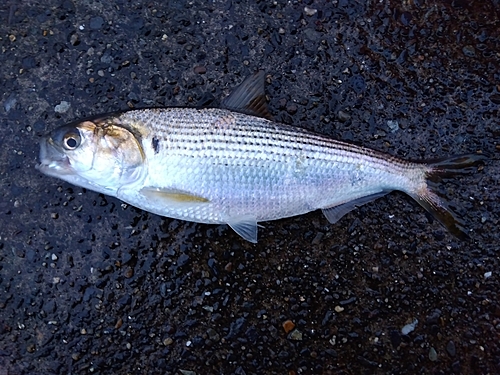 コノシロの釣果