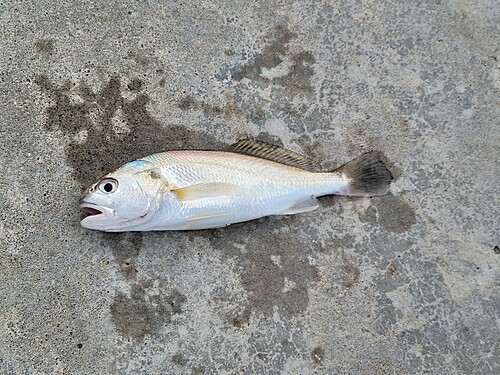 イシモチの釣果