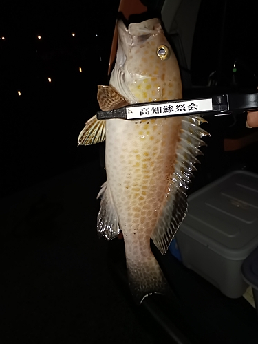 オオモンハタの釣果