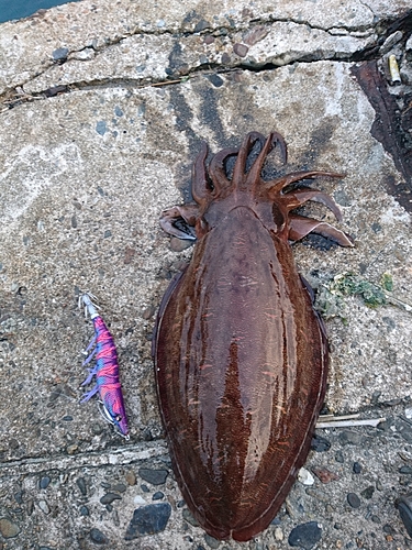 モンゴウイカの釣果