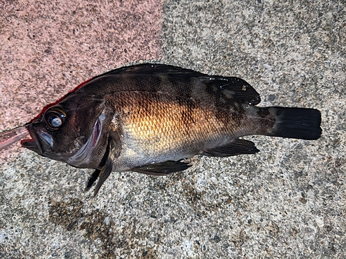 メバルの釣果