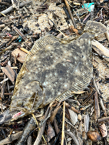 ヒラメの釣果