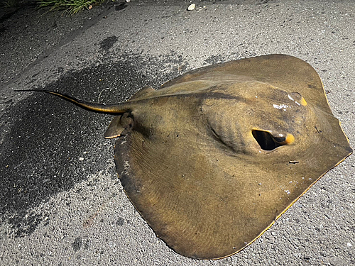 アカエイの釣果