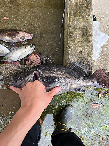 ソイの釣果