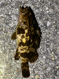 タケノコメバルの釣果