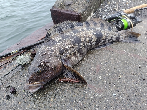 アイナメの釣果