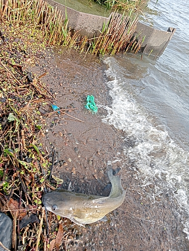 アメリカナマズの釣果