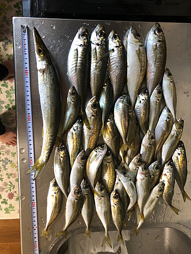 アジの釣果