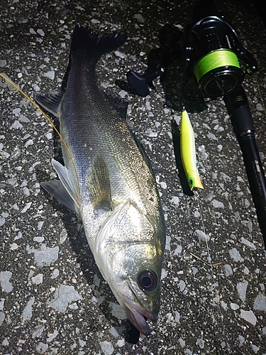 シーバスの釣果