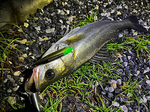 マルスズキの釣果