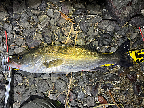 シーバスの釣果