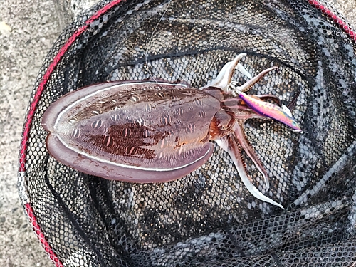 コウイカの釣果