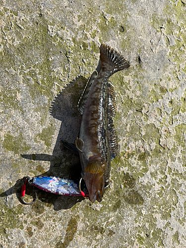 アイナメの釣果