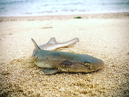 ホシザメの釣果