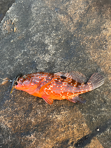 キジハタの釣果