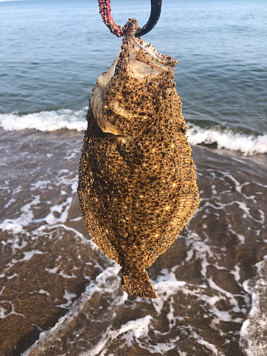 ソゲの釣果