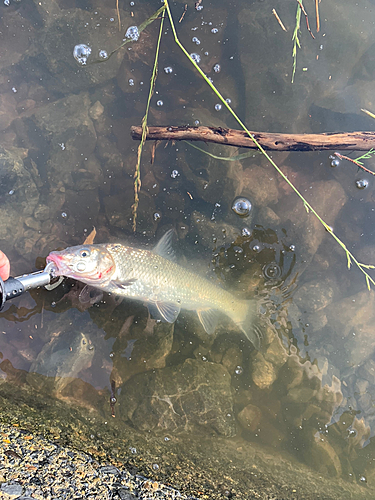 ニゴイの釣果