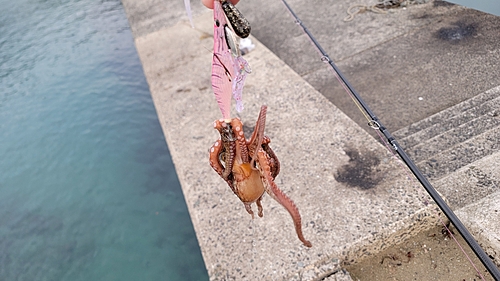 タコの釣果