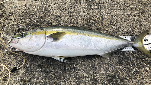 メジロの釣果